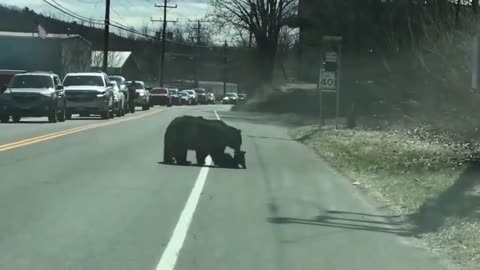 Mother Bear Takes Care of Her Cubs Crossing the Streets