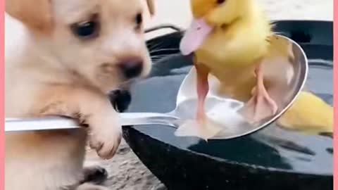 Puppy and Ducks😍