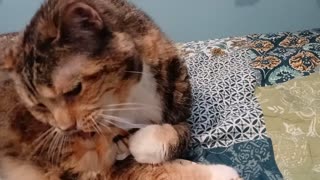 Cat's Endearing Moments of Fun