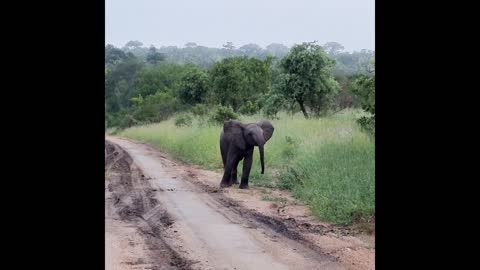 Baby elephant displaying