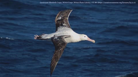 Top 10 giant wingspan birds