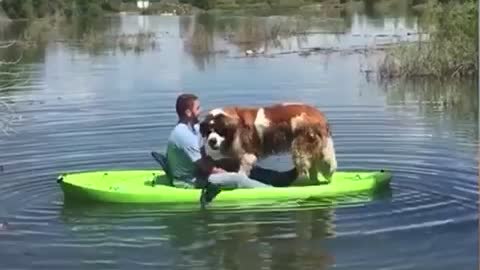 Giant dog knocks man into lake