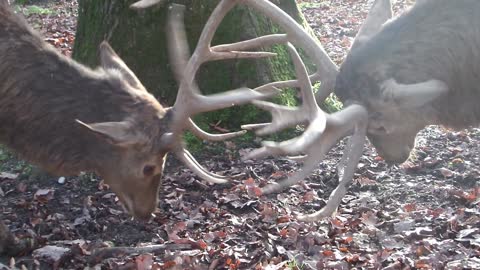 Red deer fighting with its antlers!!!