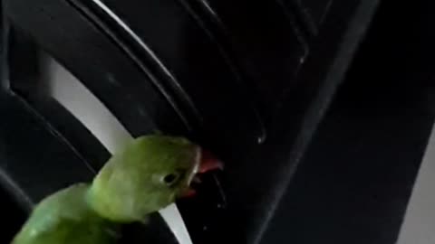 Amazing Parrot Video| Cute Animals| Baby parrot trying to fly| #urbanpets