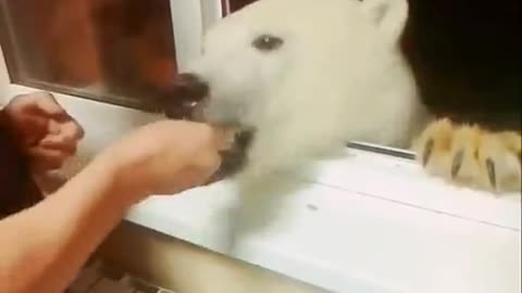 Russia Man feeds bear