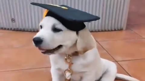 make an uproar! a dog in a state graduation outfit is great!