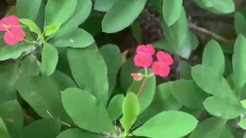 Share potted plants