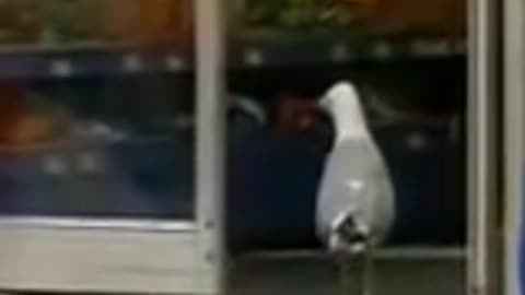 Paul The Seagull Walks in to Store and Stealing Doritos
