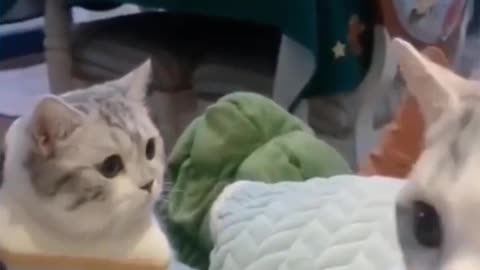 Cute and Funny Cat's Life Owners and Cats are the best friends Videos