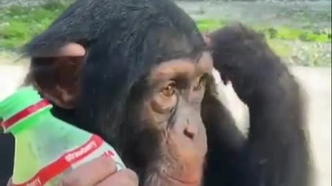 chimpanzee love to drink this kid of juice