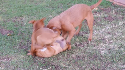 Brother intervenes to defend his brother. Dog quarrel