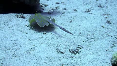 Blue spotted stingray