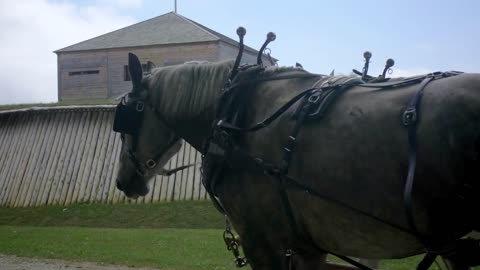 Horses Pulling Carriage Past Old Wooden House