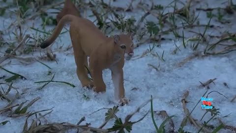 Wild animals snow toys for kids - fun video to learn animal names