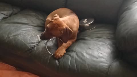 Pup Carries Off & Dismantles Feeder, Turns Metal Ring Into Chew Toy