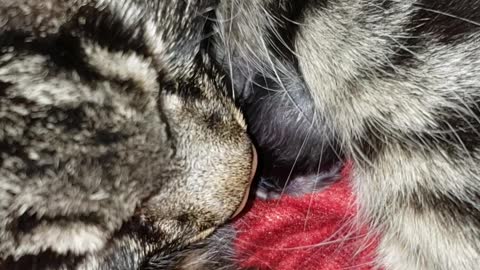 Mom cat snuggling with newborn kitten