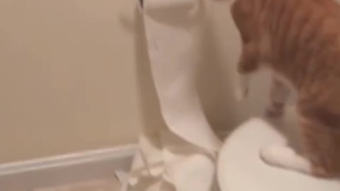 Cat in the toilet