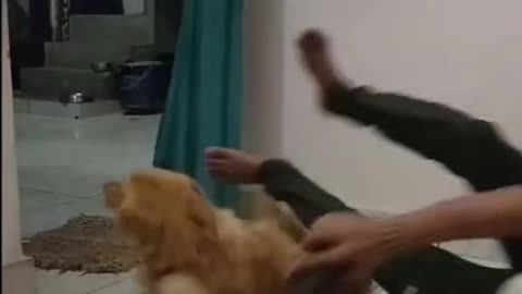 The end funny cute #funny #funnyvideos #animals #viral #pet #cat #dog #foryou #wee #haha