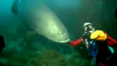 Massive Fish Bites Scuba Diver