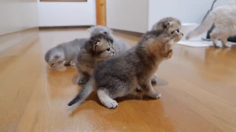 Cute kitten approaching daddy cat to play with him