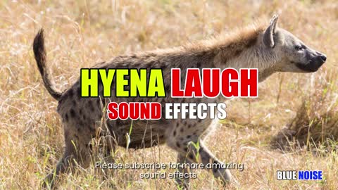 Hyena laugh sound effects