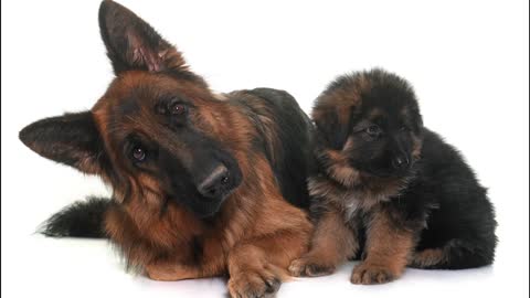 German Shepherd Dog (GSD) Everything You Need to Know