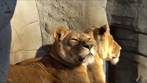 Lion Hagenbeck Yawn Big Cat