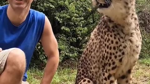 Cheetah Love Bite! #shorts #cuteanimals