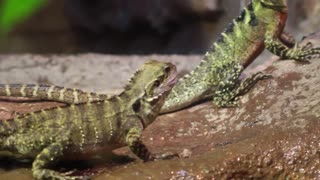 Couple Lizards Fight Over Crickets