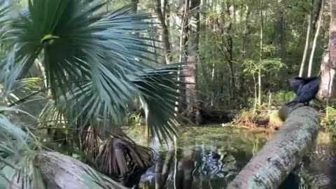 Water Turkeys Sunning