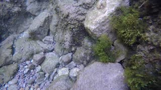 Crab Camouflages Itself With Algae