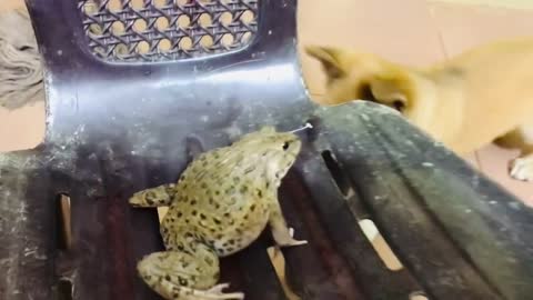 Funny bullfrog/ funny animals funny frog noises, just for laughs