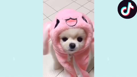 🥺 Micro Pomeranian doggo🐶 gets his fur done💓