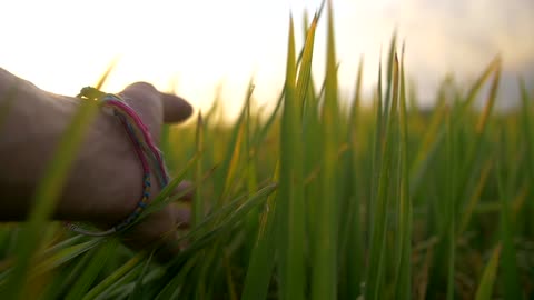 Hand across the rice field