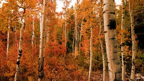 Birch Autumn Trees Nature Forest Birch Trees 4K