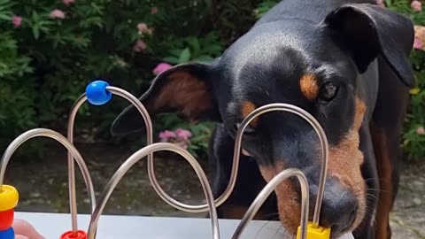 Pinscher Demonstrates Fine Motor Skills By Playing With a Children's Toy