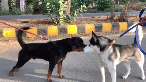 #Rottweiler vs Husky Morning walk gone wrong#short#short video#short
