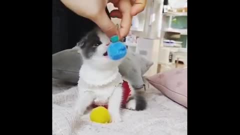 Funny and cute cat