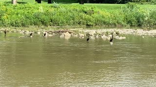 Dirty half dozen Cormorants