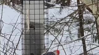 Red-bellied Woodpecker at feeder
