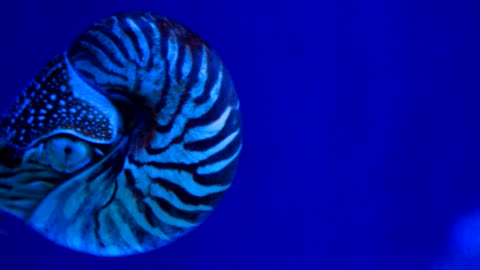 Nautilus facts: the animals with complex shells | Animal Fact Files