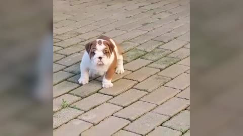 Cutest English Bulldog Puppies