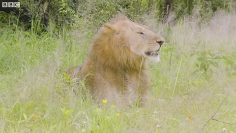 Unwind By The Waterhole | Waterhole: Africa's Animal Oasis | BBC Earth