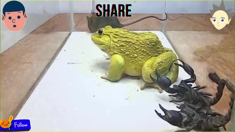 Amazing Epic Battle 😳😳 (Bullfrog Mouse Scorpion eating)