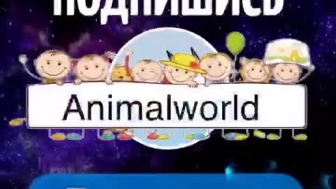 Animals' World