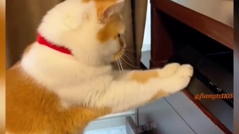 Funny animals Funny cats Funny animal videos 2023