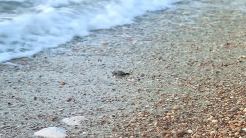 Baby turtle crawling on sand beach to ocean