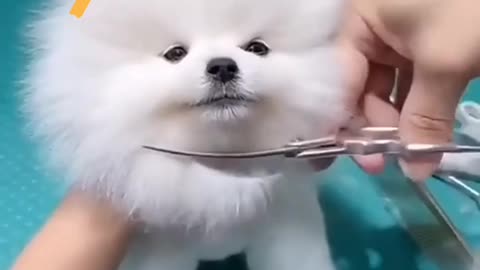 Cute puppy cute smile and beautiful hear cating