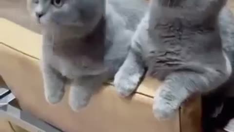 😹 funny cat videos