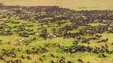 Wonderful Wildlife Migration In Kenya